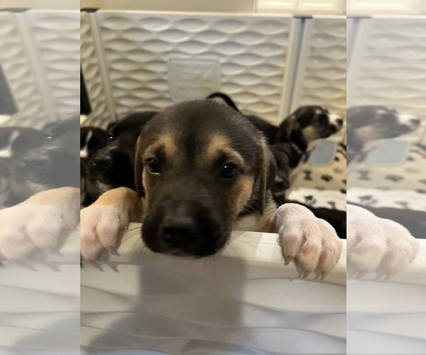 Medium Photo #1 American Pit Bull Terrier-Labrador Retriever Mix Puppy For Sale in Holly Springs, NC, USA