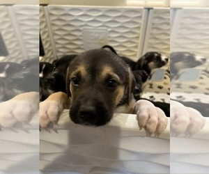 American Pit Bull Terrier-Labrador Retriever Mix Dogs for adoption in Holly Springs, NC, USA