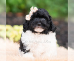 Small #1 Goldendoodle (Miniature)