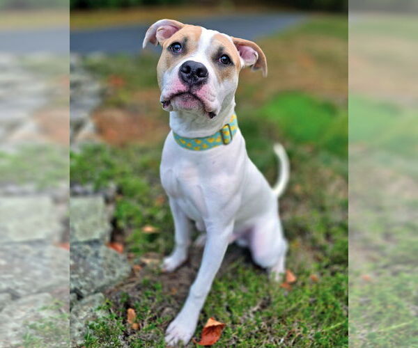 Medium Photo #6 American Pit Bull Terrier Puppy For Sale in Westminster, MA, USA
