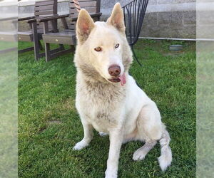- Mix Dogs for adoption in Long Beach, CA, USA