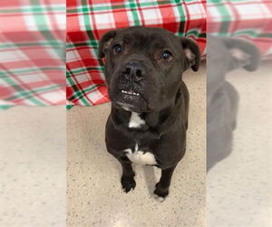 American Bulldog-Unknown Mix Dogs for adoption in Fairbanks, AK, USA