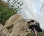 Small Photo #29 Anatolian Shepherd-Great Pyrenees Mix Puppy For Sale in AGOURA HILLS, CA, USA