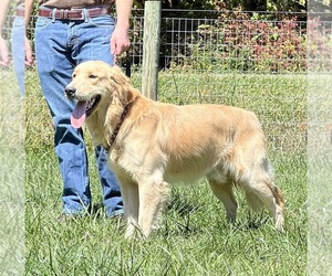 Father of the Golden Retriever puppies born on 11/30/2025