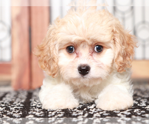 Cavachon Puppy for sale in NAPLES, FL, USA