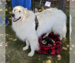 Small #3 Great Pyrenees