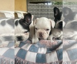 Small #7 French Bulldog