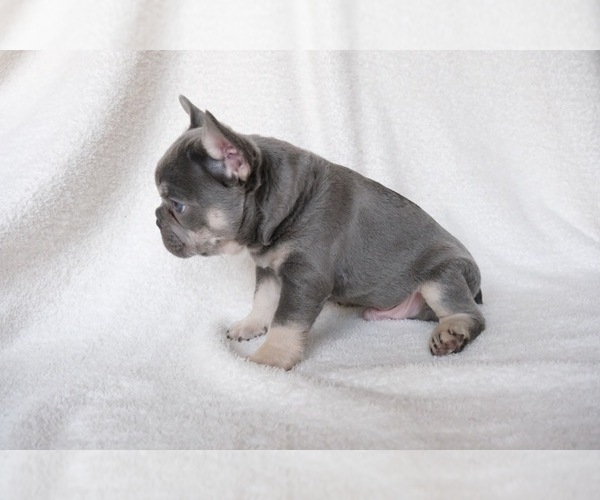 Medium Photo #3 French Bulldog Puppy For Sale in CROUSE, NC, USA