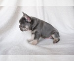Small Photo #3 French Bulldog Puppy For Sale in CROUSE, NC, USA