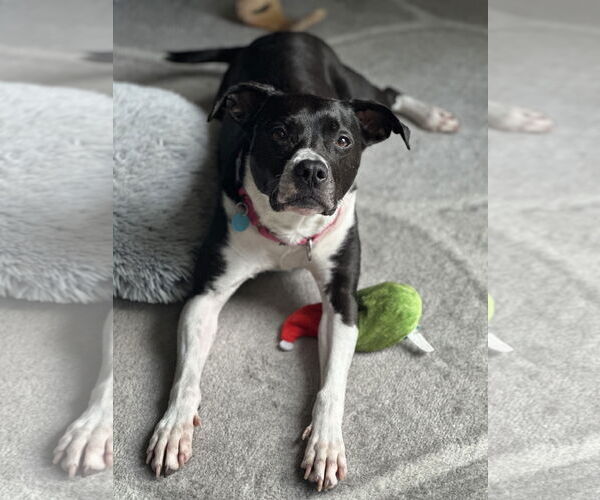 Medium Photo #7 Mutt Puppy For Sale in Derwood, MD, USA