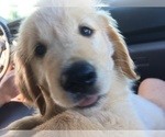 Small Photo #13 Golden Retriever Puppy For Sale in ARCHBALD, PA, USA