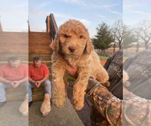 Medium Photo #1 Labradoodle Puppy For Sale in NICHOLASVILLE, KY, USA