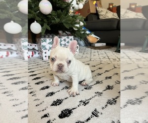 French Bulldog Puppy for Sale in SACRAMENTO, California USA