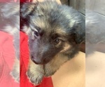 Small Photo #15 German Shepherd Dog Puppy For Sale in VIOLET, LA, USA