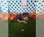 Small #2 Yo-Chon