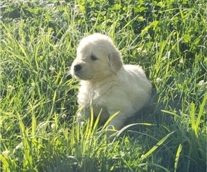 Golden Retriever Puppy for sale in TWIN FALLS, ID, USA