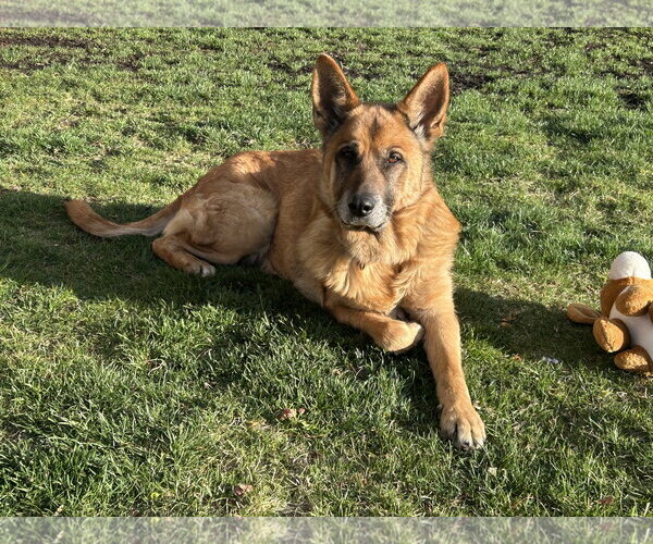 Medium Photo #3 German Shepherd Dog-Unknown Mix Puppy For Sale in Polson, MT, USA