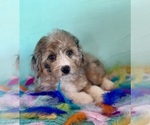 Small #4 Aussiedoodle Miniature 