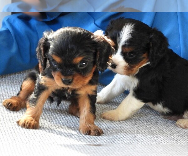 Medium Photo #2 Cavalier King Charles Spaniel Puppy For Sale in CARLISLE, KY, USA