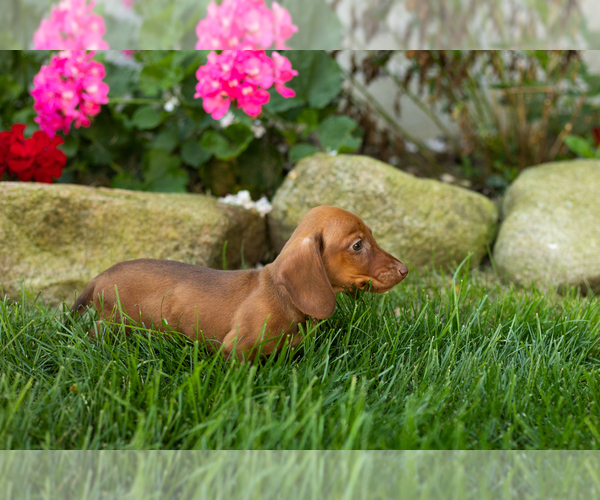 Medium Photo #4 Dachshund Puppy For Sale in MILLERSBURG, IN, USA