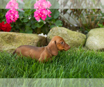Small #3 Dachshund