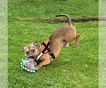 Small Bulldog-Pembroke Welsh Corgi Mix