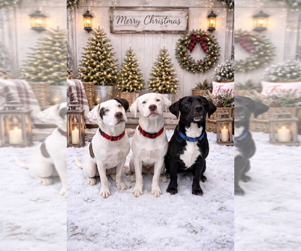 Medium Photo #7 Labrador Retriever-Unknown Mix Puppy For Sale in Brewster, NY, USA