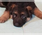 Small Photo #2 German Shepherd Dog Puppy For Sale in BRIDGEWATER, NH, USA