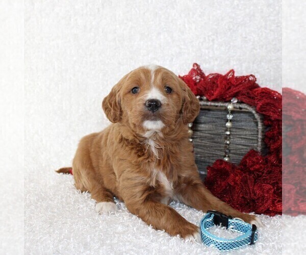Medium Photo #5 Goldendoodle Puppy For Sale in STANLEY, WI, USA