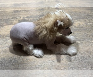 Chinese Crested Puppy for sale in MINNEAPOLIS, MN, USA