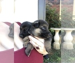 Small Photo #8 German Shepherd Dog Puppy For Sale in ROANOKE, VA, USA