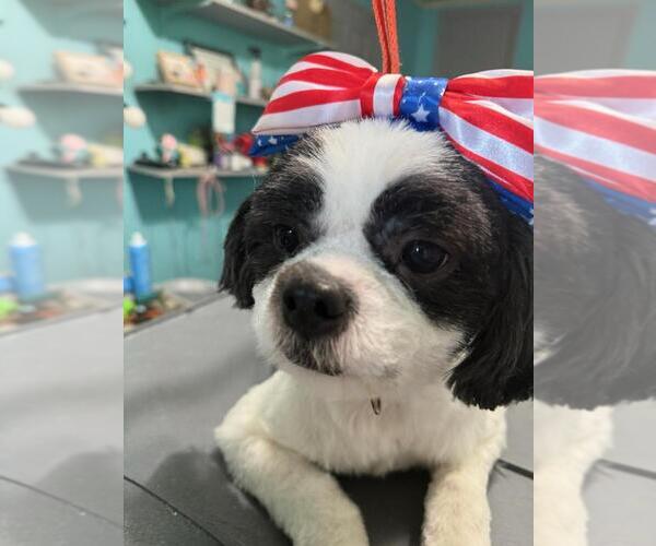 Medium Photo #4 Shih Apso Puppy For Sale in Mooresville, NC, USA