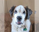 Laika - Female Saint Bernard-Unknown Mix Dog for Adoption - Small photo