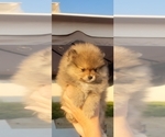 Puppy PRESLEY Pomeranian