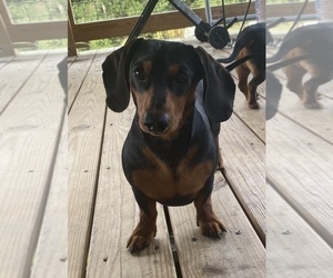 Father of the Dachshund puppies born on 09/02/2022