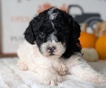 Small #5 Poodle (Miniature)