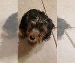 Small Photo #25 Yorkshire Terrier Puppy For Sale in HUDDLESTON, VA, USA