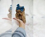 Small #27 Poodle (Toy)