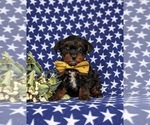 Small Photo #2 YorkiePoo Puppy For Sale in OXFORD, PA, USA