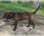 Small #3 American Bulldog-Basset Hound Mix