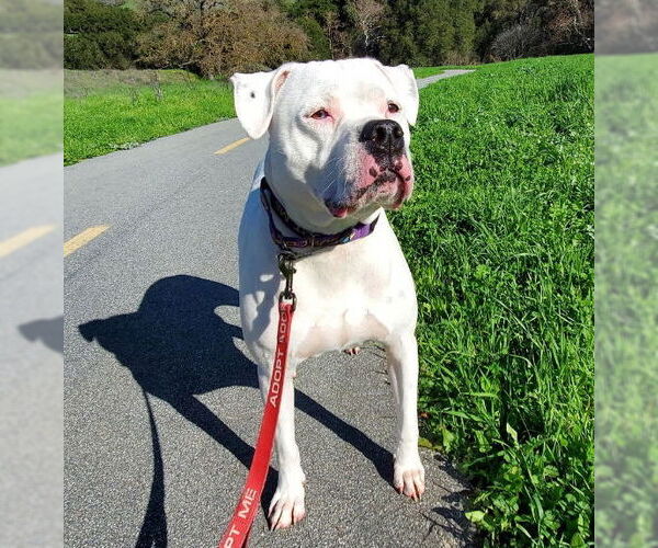 Medium Photo #2 Bulloxer Puppy For Sale in Fresno, CA, USA