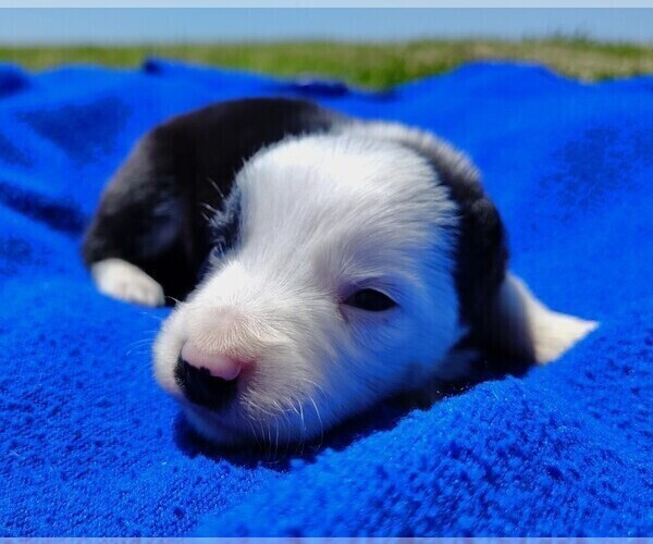 Medium Photo #33 Border Collie Puppy For Sale in NORBORNE, MO, USA