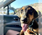 Small #2 Doberman Pinscher-Labrador Retriever Mix