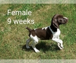 Small Photo #1 German Shorthaired Pointer Puppy For Sale in CELINA, TX, USA