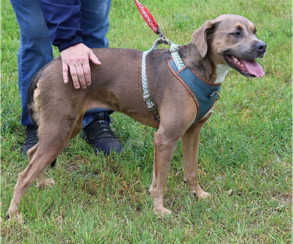Medium Photo #3 Boxweiler Puppy For Sale in Bandera, TX, USA