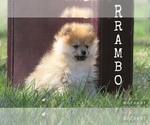 Small Photo #7 Pomeranian Puppy For Sale in BLUFORD, IL, USA