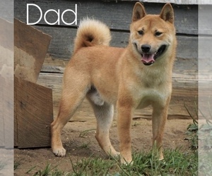 Father of the Shiba Inu puppies born on 10/11/2021
