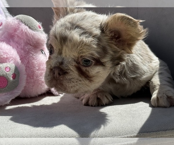 Medium Photo #4 French Bulldog Puppy For Sale in LEHIGH ACRES, FL, USA