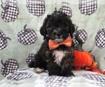 Small Photo #4 Shih-Poo Puppy For Sale in LAKELAND, FL, USA