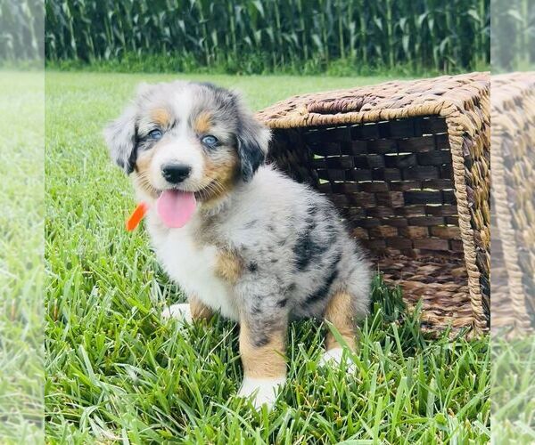 Medium Photo #2 Bernedoodle (Miniature) Puppy For Sale in GORDONVILLE, PA, USA